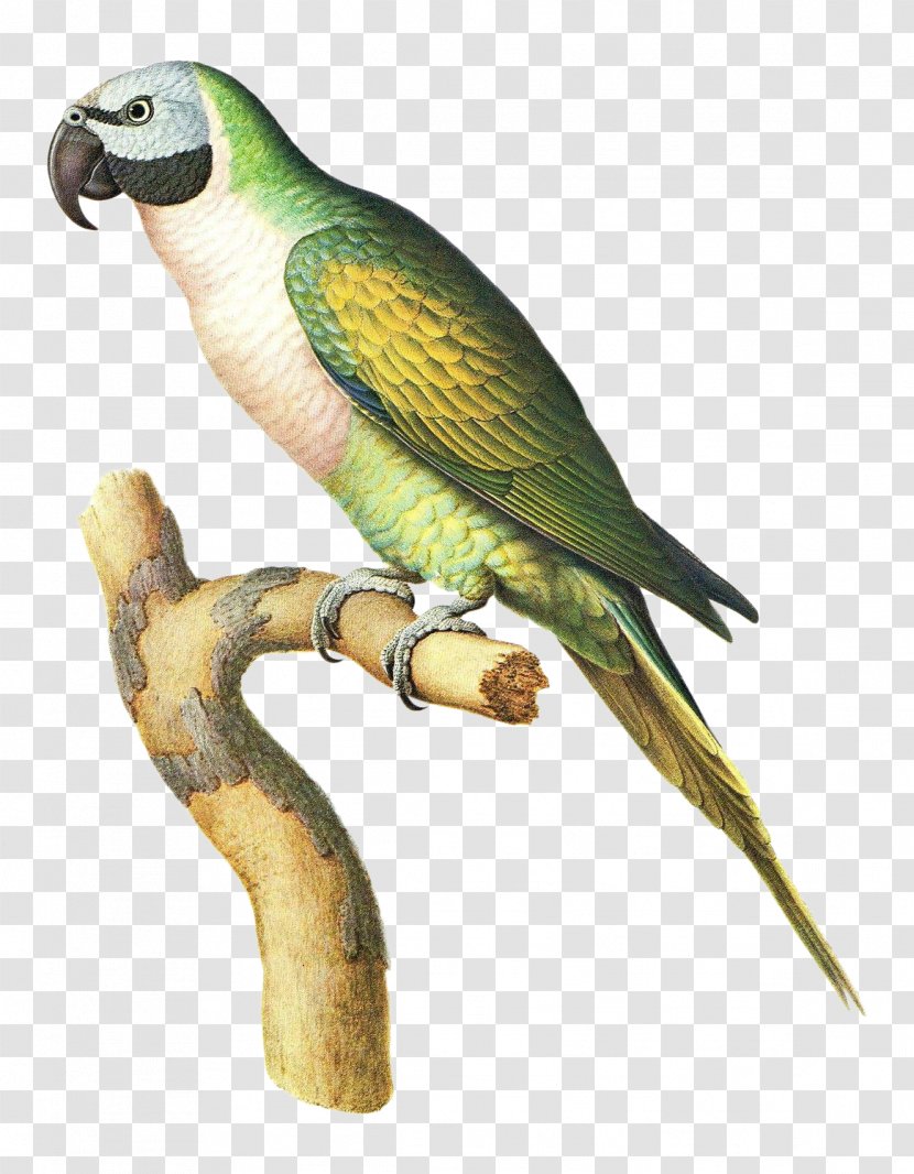 Budgerigar Bird Parrot Parakeet Macaw Transparent PNG