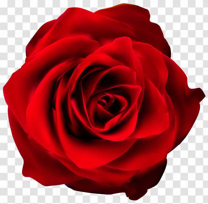 Rose Red Clip Art - Royalty Free - Transparent Image Transparent PNG