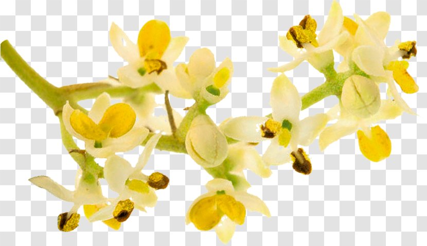 Flowering Plant Branching Stem Plants - Turmeric Honey Transparent PNG
