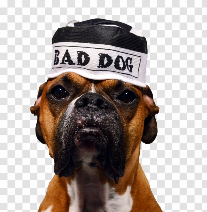Dog Breed Boxer Collar Puppy - Crossbreed - Baddog Transparent PNG
