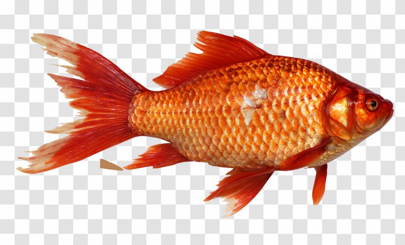 Goldfish Carp Fishing - Aquarium - Fish Transparent PNG