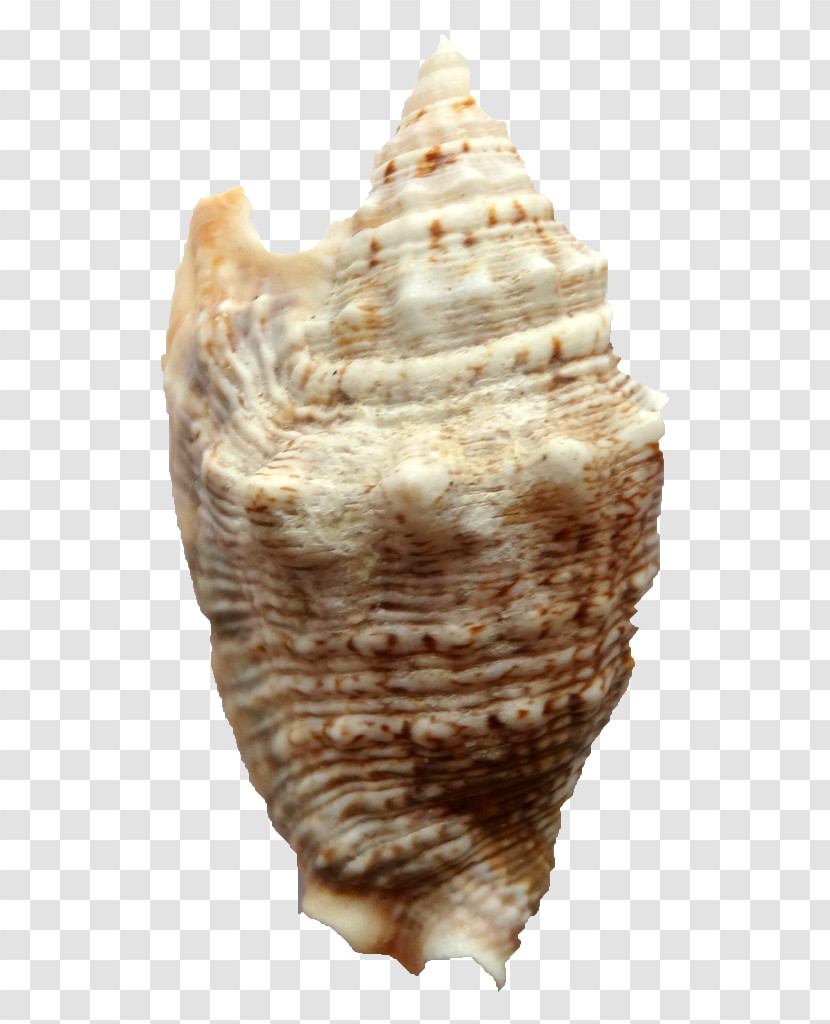 Conch Conch Shankha Shell Sea Snail Transparent PNG