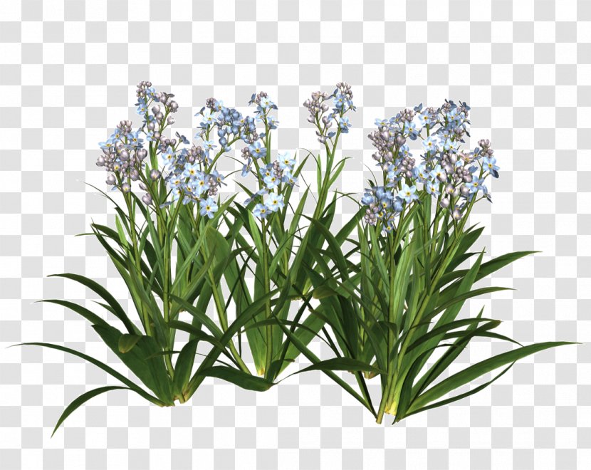 Flower Garden Plant Shrub - Grass Family - Meadow Transparent PNG