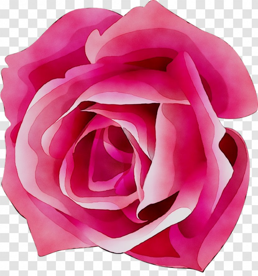 Garden Roses Cabbage Rose Floribunda Cut Flowers - Petal - Purple Transparent PNG