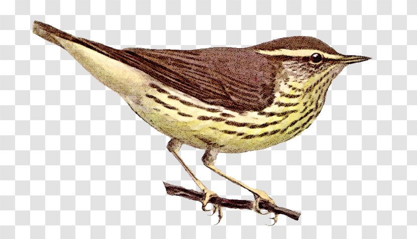 House Sparrow Bird Northern Waterthrush Clip Art - Ovenbird Transparent PNG