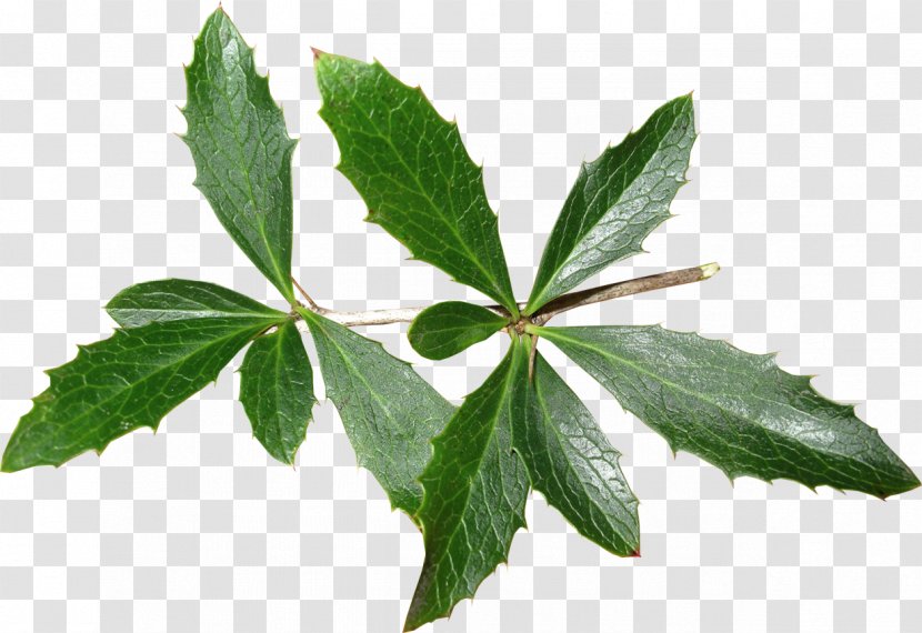 Leaf Tree Herb Transparent PNG