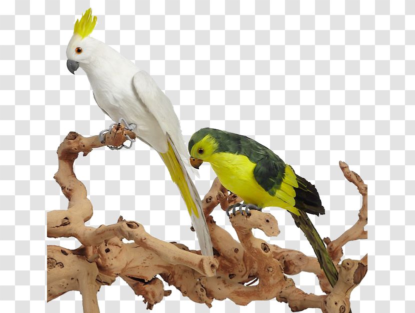 Budgerigar Cockatiel True Parrot Parakeet - Colored Branches Frolic Ornaments Transparent PNG