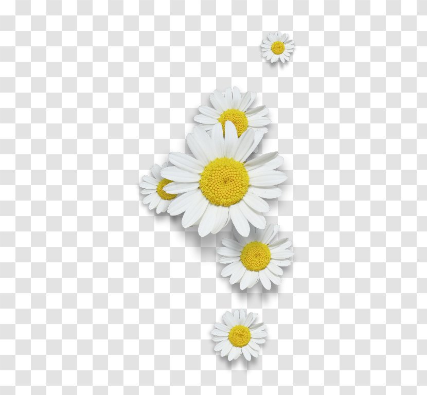 Common Daisy Chamomile Transparent PNG