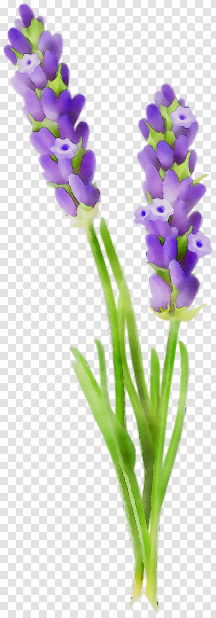 English Lavender Cut Flowers Plant Stem Hyacinth - Petal - Plants Transparent PNG