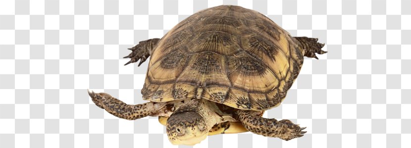 Box Turtles Common Snapping Turtle Tortoise Dog - Guide Transparent PNG