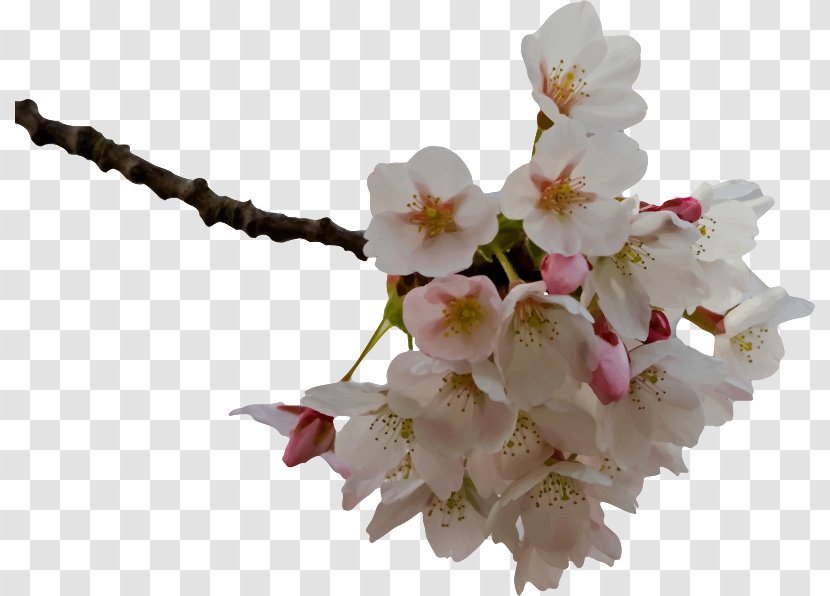 Cherry Blossom Flower Clip Art - BLOSSOM Transparent PNG