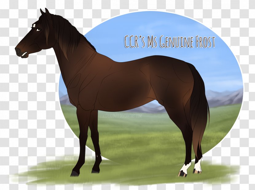 Stallion Mustang Mare Halter Pony - Mane Transparent PNG