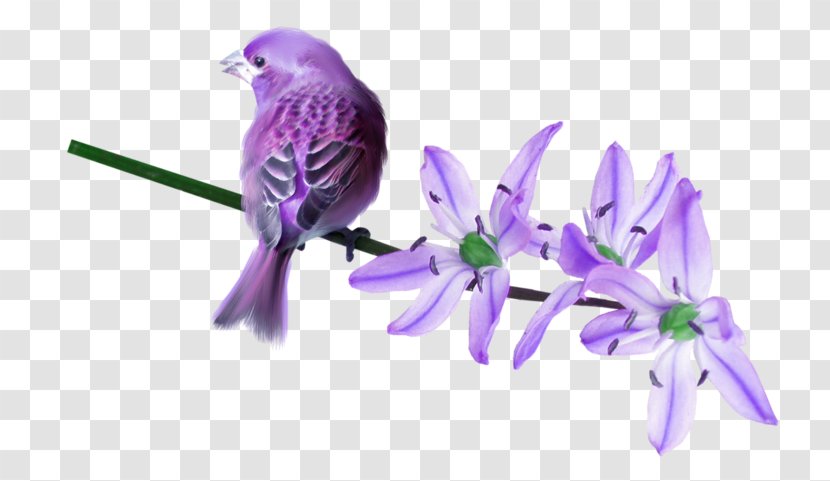 Bird Violet Purple Lilac - Parakeet Transparent PNG