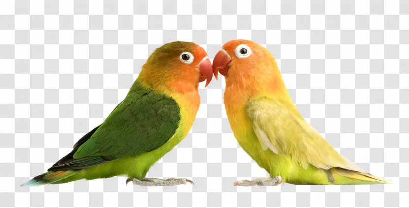 Parrot Budgerigar Rosy-faced Lovebird Lilian's - Organism Transparent PNG