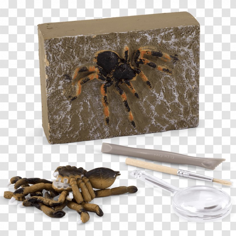 Insect Product - Invertebrate Transparent PNG