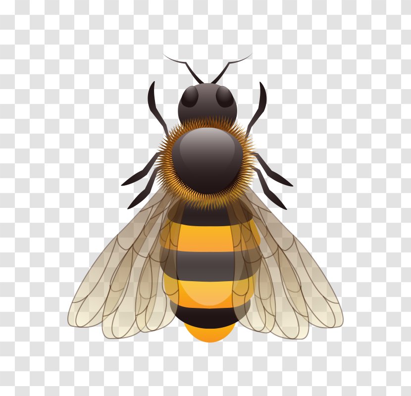 European Dark Bee Insect Beekeeping Download - Beekeeper - Bee,Cartoon Transparent PNG