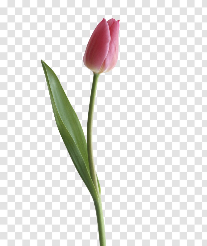 Tulipa Gesneriana Clip Art - Plant - Tulip Images Transparent PNG