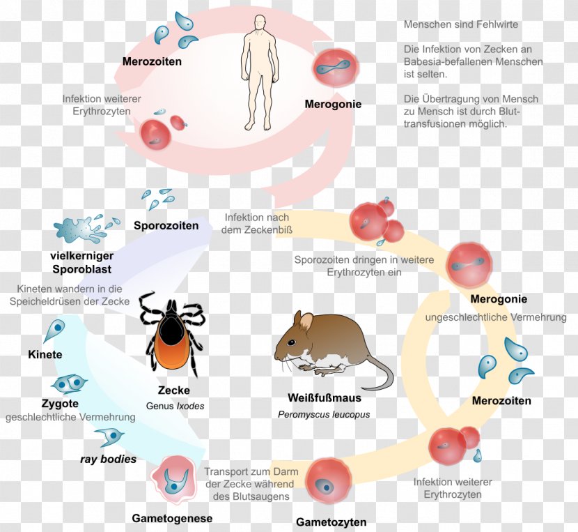 Babesiosis Lyme Disease Babesia Parasitism Coinfection - Parasitic Life Cycle - Building Transparent PNG