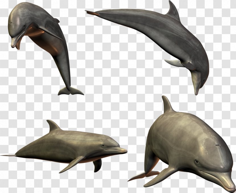 Common Bottlenose Dolphin Porpoise Clip Art - Mammal Transparent PNG