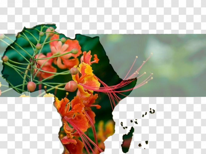 Floral Design Cut Flowers Petal Desktop Wallpaper - Flowering Plant - Flower Transparent PNG