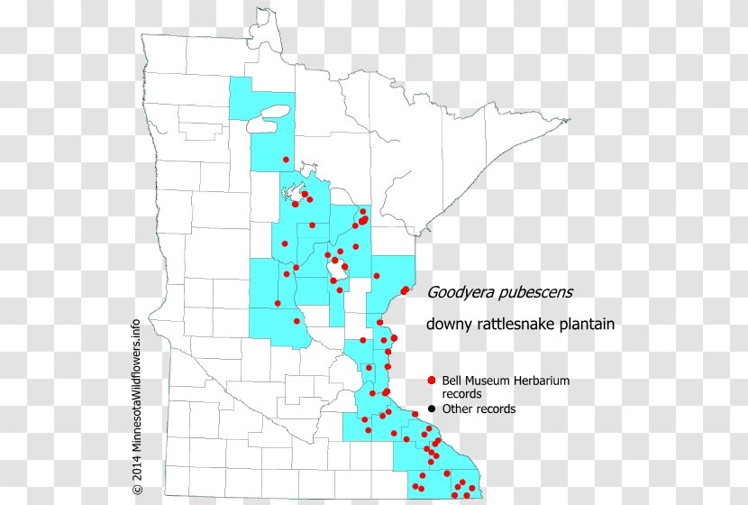 Line Point Map Tuberculosis - Area Transparent PNG