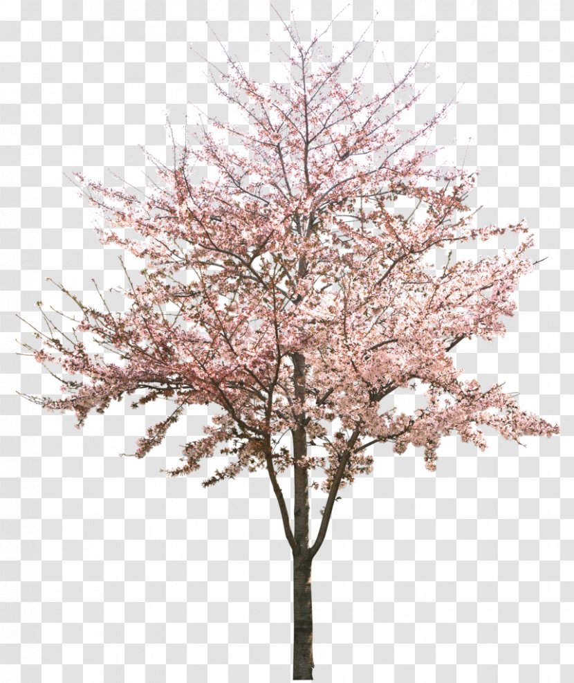 Cherry Blossom Tree - Apricot Transparent PNG