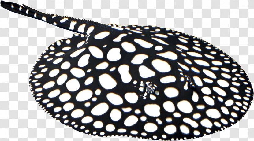 Myliobatoidei Diamond Stingray Xingu River Ray Lasagne Cuisine - Lovely Fish Transparent PNG