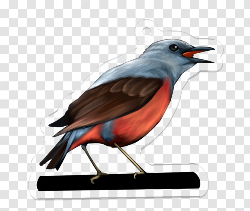 Beak Fauna Illustration Feather - Bird Transparent PNG