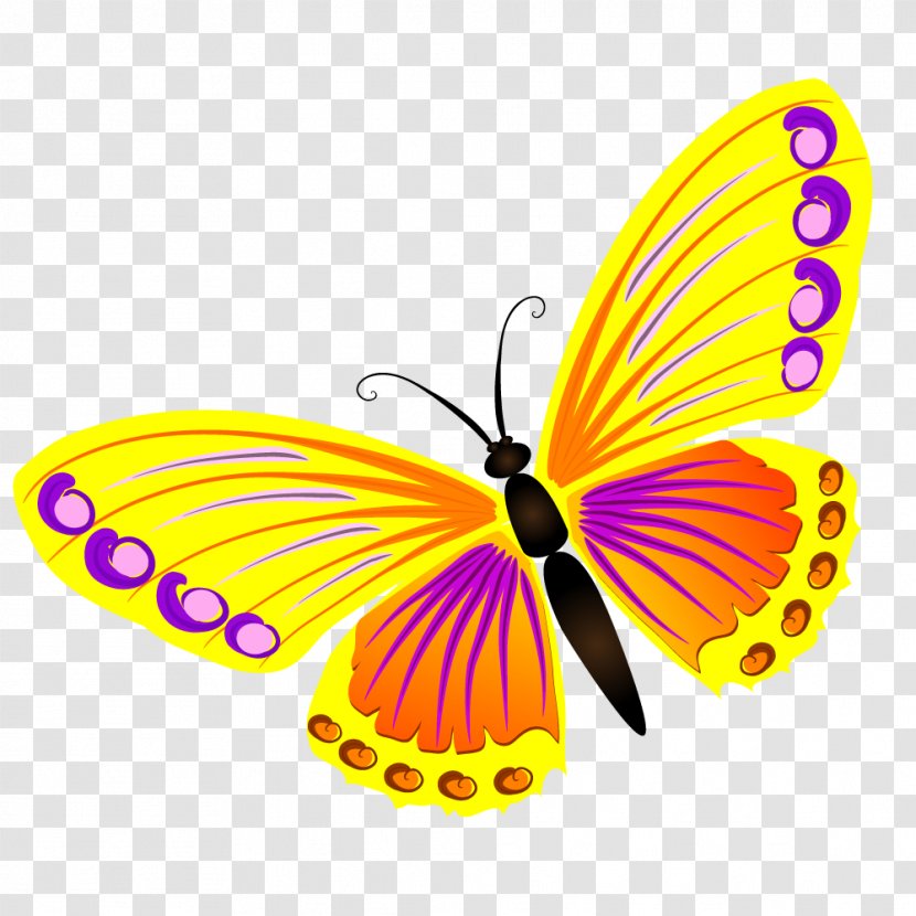 Butterfly Insect - Moths And Butterflies Transparent PNG