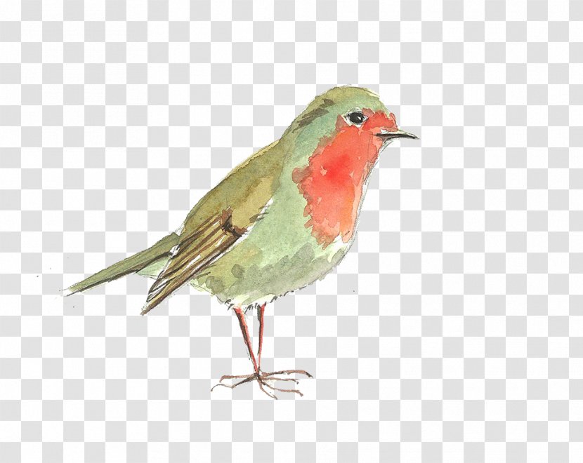 Bird Computer File - Robin - Cute Transparent PNG