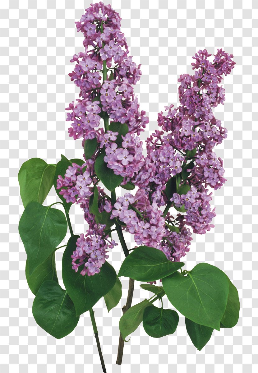 Lilac Flower Transparent PNG