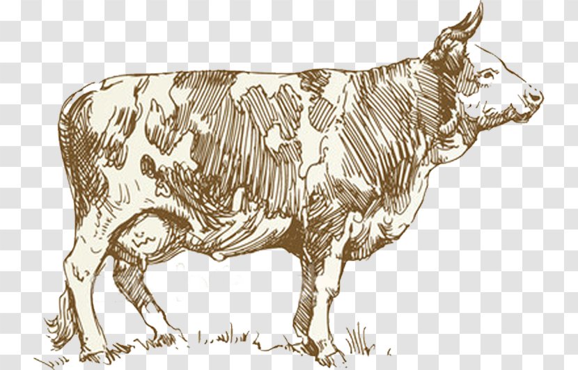 Dairy Cattle Texas Longhorn Zebu Kotipizza Espoo - Pig - EntresseOthers Transparent PNG