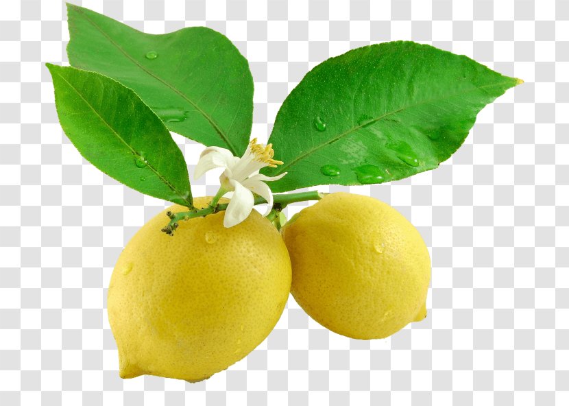 Lemonade Juice Leaf Fruit - Lemon Transparent PNG
