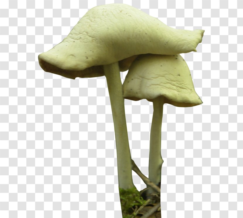 Mushroom Festival Fungus Psilocybin - Transparent Image Transparent PNG