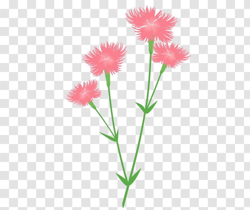 Carnation Cut Flowers Yamato Nadeshiko Japan - Flower - Flora Fauna Serenella Transparent PNG