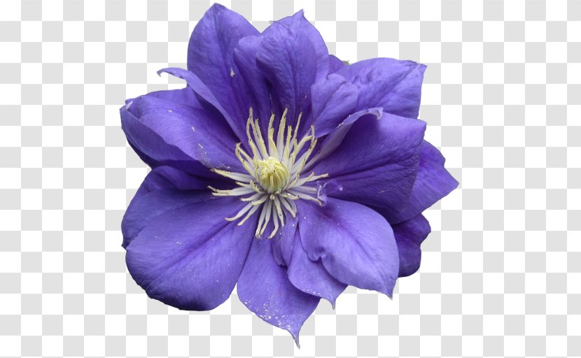 Lavender Blue Lilac Violet Purple - Crape Myrtle Transparent PNG