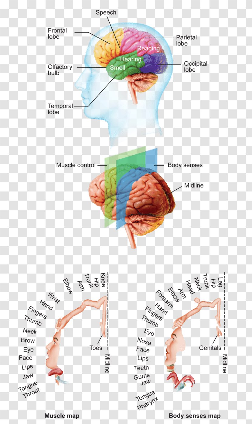 Human Brain Cerebral Cortex Anatomy Cerebrum - Watercolor - Muscle Transparent PNG