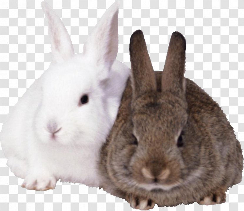French Lop Easter Bunny European Rabbit Cottontail - Cute Transparent PNG
