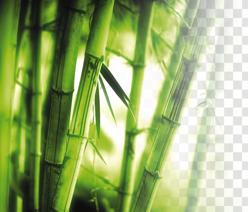 Bamboo Wall 1080p High-definition Television Wallpaper Transparent PNG