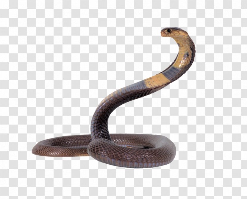 Snake Egyptian Cobra Reptile King - Transparent Transparent PNG