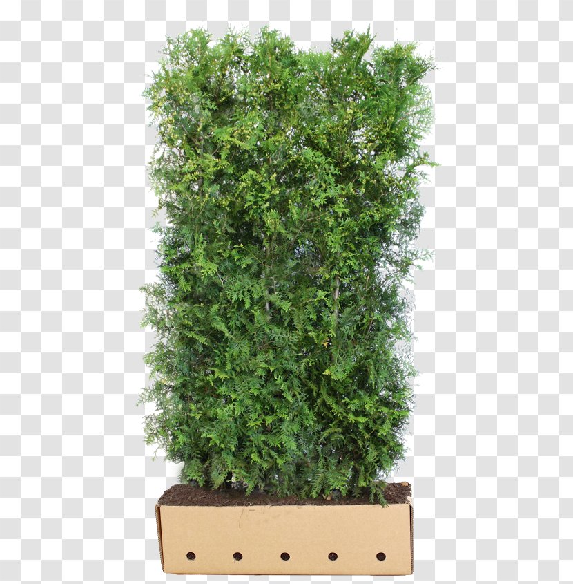 Arborvitae Hedge Carpinus Betulus Evergreen Cherry Laurel - Grass Transparent PNG
