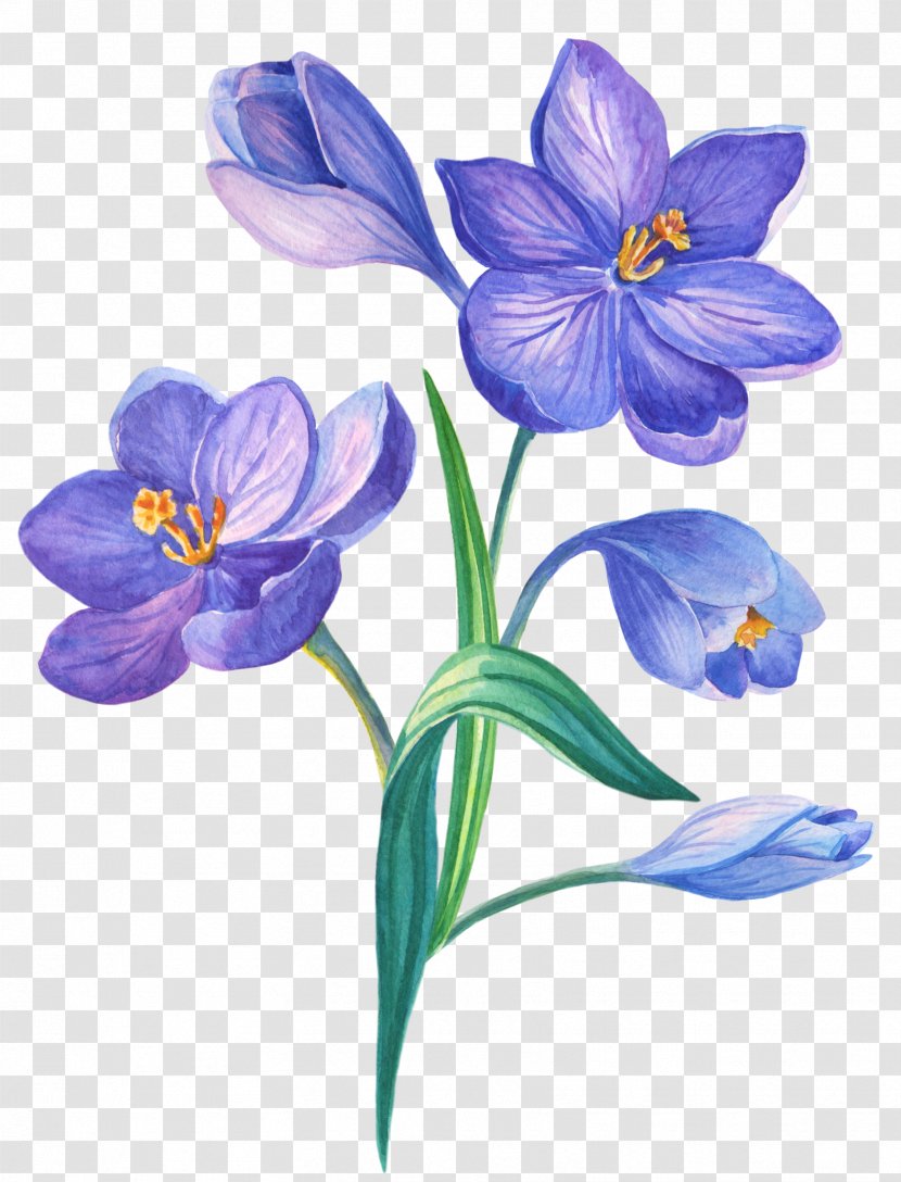 Stock Illustration Drawing Watercolor Painting Vector Graphics - Flower - Crocus Transparent PNG