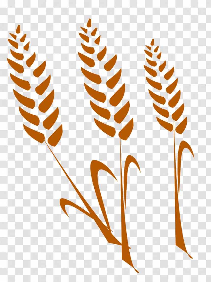 Wheat Cereal Agriculture Gratis Image Transparent PNG