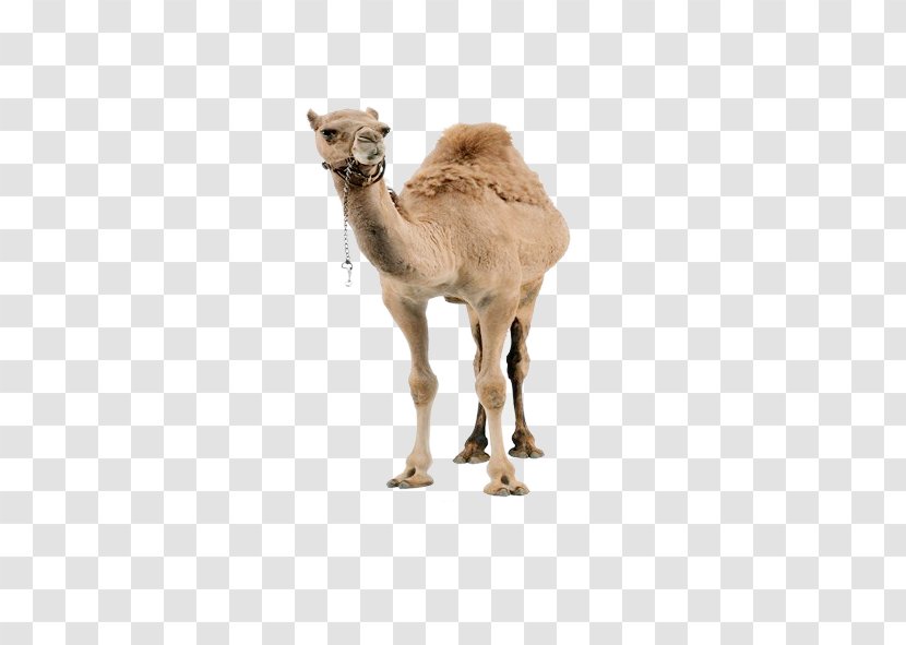 Dromedary Llama Christmas - Caravan - Camel Transparent PNG