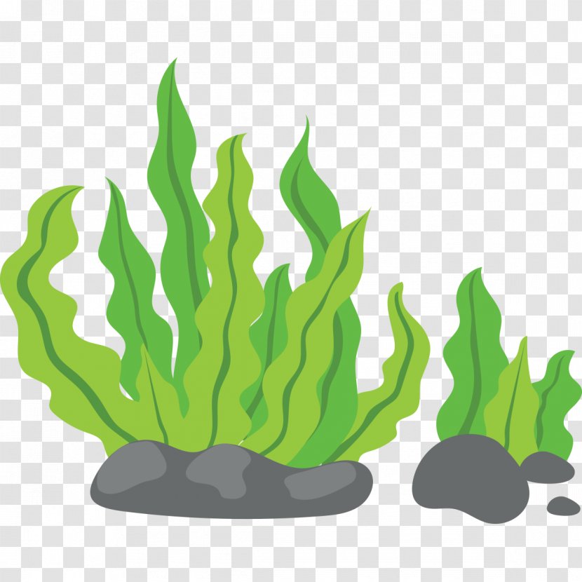 Seaweed Clip Art - Kelp - Green Background Transparent PNG