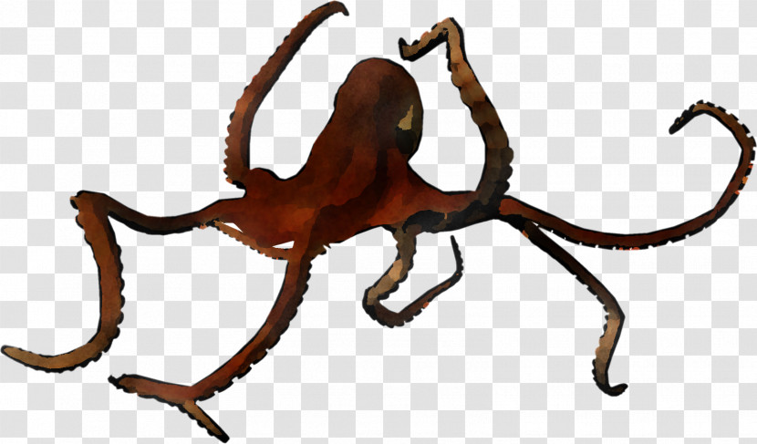 Giant Pacific Octopus Octopus Octopus Animal Figure Insect Transparent PNG