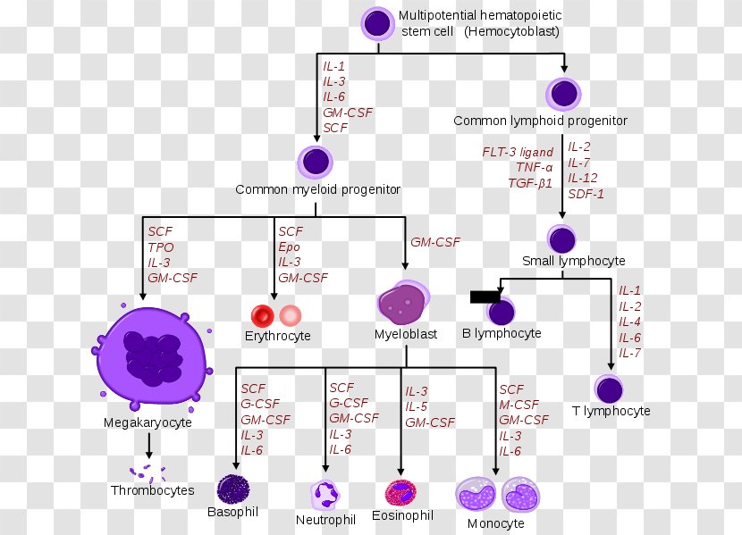 Haematopoiesis Hematopoietic Stem Cell Hemopoietic Growth Factor - Area - Blood Transparent PNG