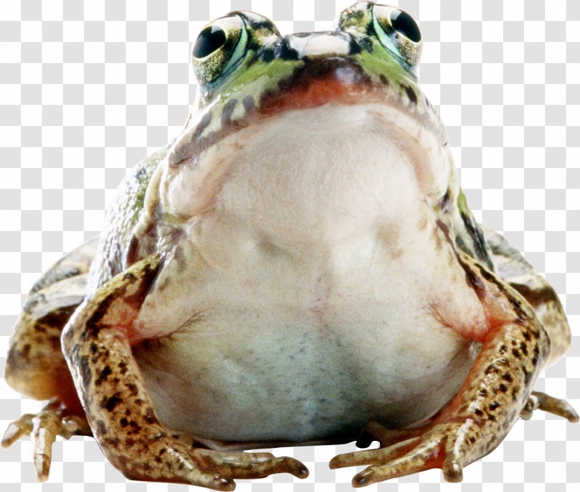 Frog Amphibian Photography - Ranidae Transparent PNG