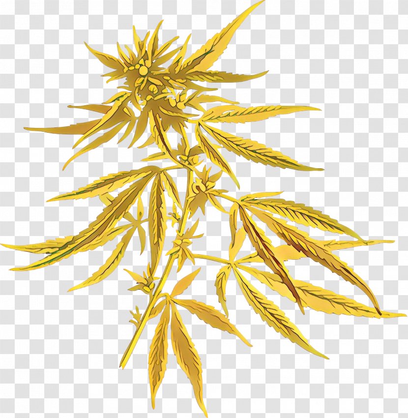 Yellow Plant Leaf Flowering Flower - Hemp Family Transparent PNG