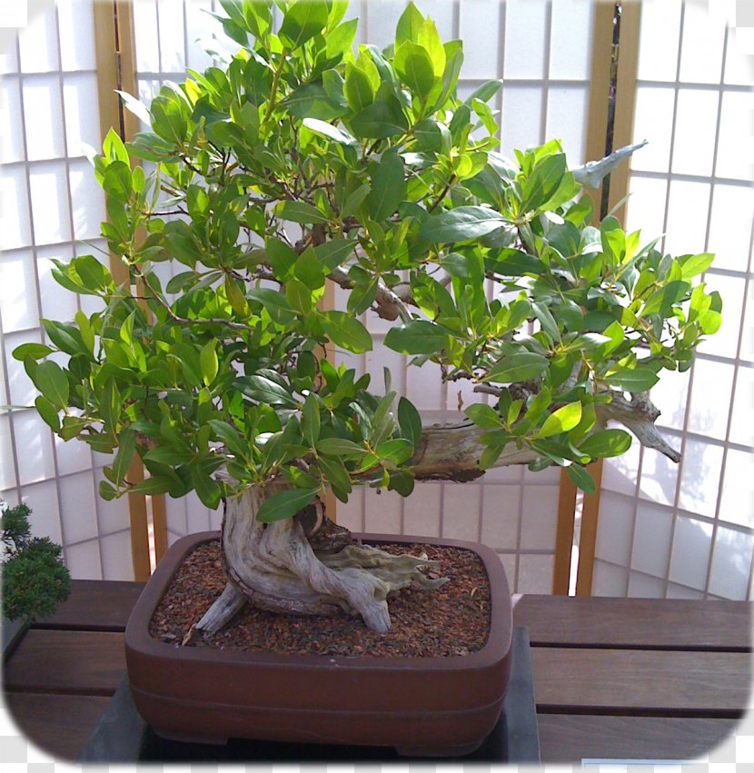 Sageretia Theezans Bonsai Tree Houseplant Flowerpot - Pruning Transparent PNG